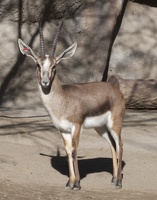 321-2080 San Diego Zoo- Cuvier's Gazelle
